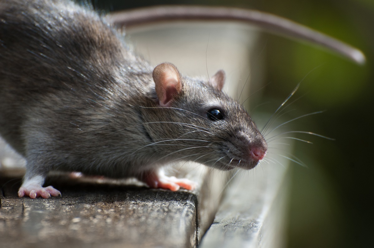 Rodent sitting on the steps of a stairs of a house.