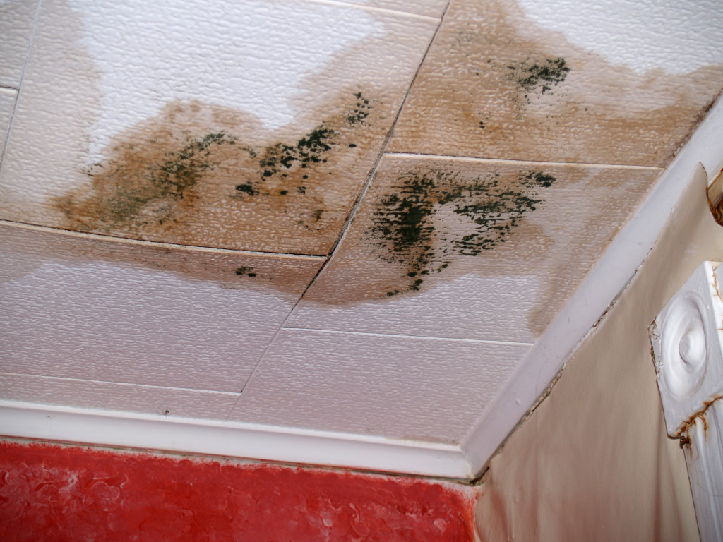 Mold growth in office